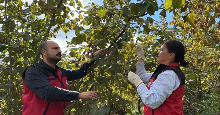 uzmanlardan kahverengi kokarca bocegi alarmi evlere siziyor anafilaksi riski tasiyor 2 CUlYc9Rc