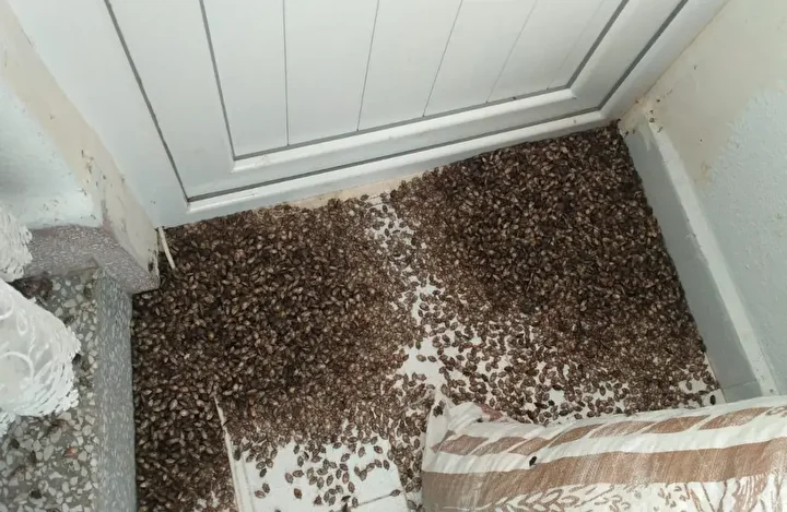 uzmanlardan kahverengi kokarca bocegi alarmi evlere siziyor anafilaksi riski tasiyor 7