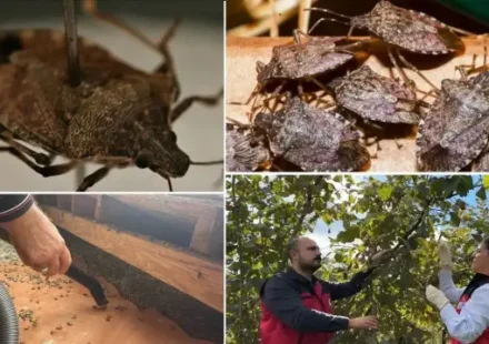 Uzmanlardan Kahverengi Kokarca Böceği alarmı! ‘Evlere sızıyor, anafilaksi riski taşıyor’ uzmanlardan kahverengi kokarca bocegi alarmi evlere siziyor anafilaksi riski tasiyor nwHciCMJ.webp