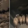 vanda mahalleye inen domuz surusu goruntulendi 2fBJ6Adt.webp