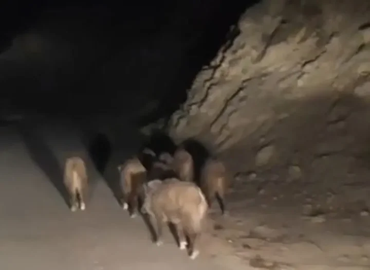 vanda mahalleye inen domuz surusu goruntulendi 4 tiRd9P6i