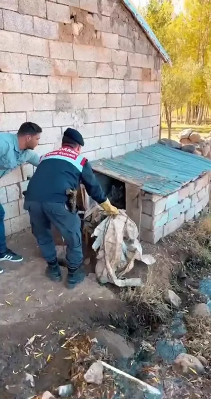 Yer: Van zincire vurulan kurt kurtarıldı 1 yer van zincire vurulan kurt kurtarildi 0 kSQ673Pv