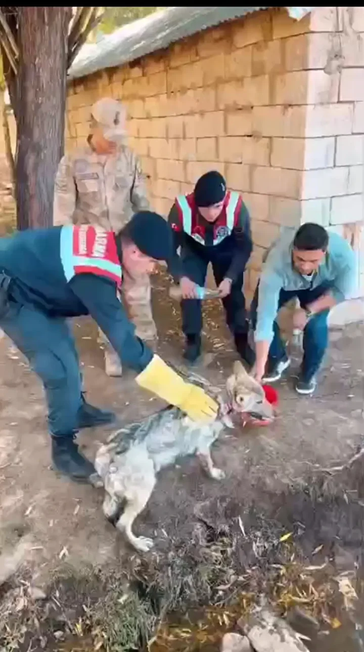 Yer: Van zincire vurulan kurt kurtarıldı 2 yer van zincire vurulan kurt kurtarildi 1