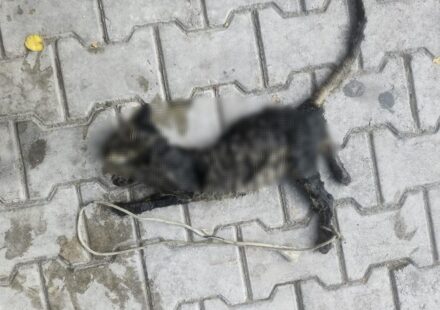 yok bu turlu vicdansizlik yavru kediyi ayaklarindan baglayip denize atmislar EQjhqvBR.jpg