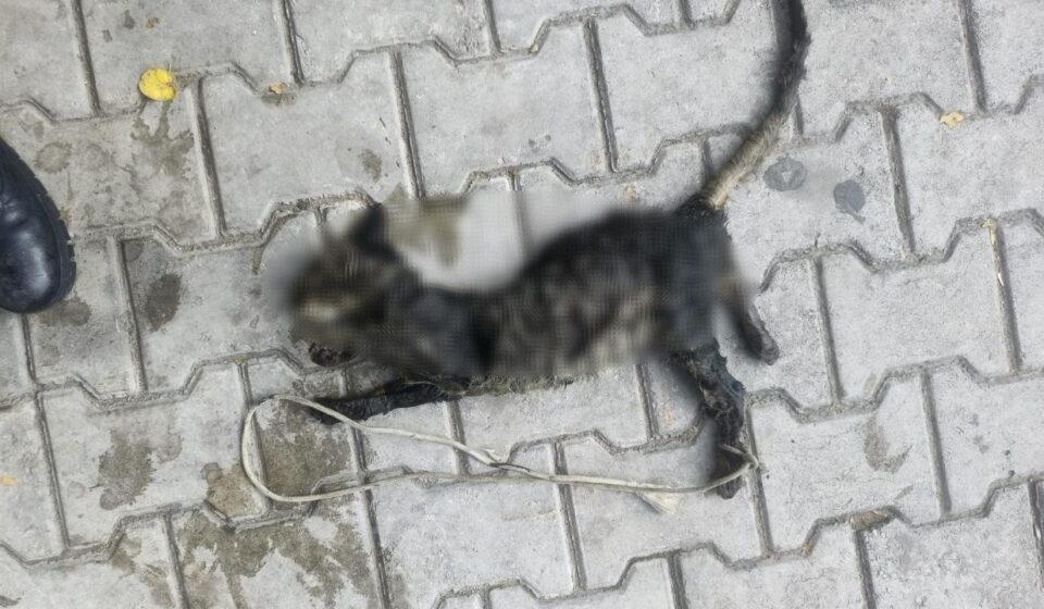 yok bu turlu vicdansizlik yavru kediyi ayaklarindan baglayip denize atmislar EQjhqvBR.jpg
