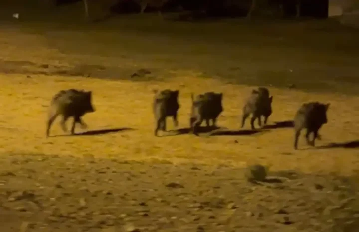 yuksekovada domuz surusu bu turlu goruntulendi 0