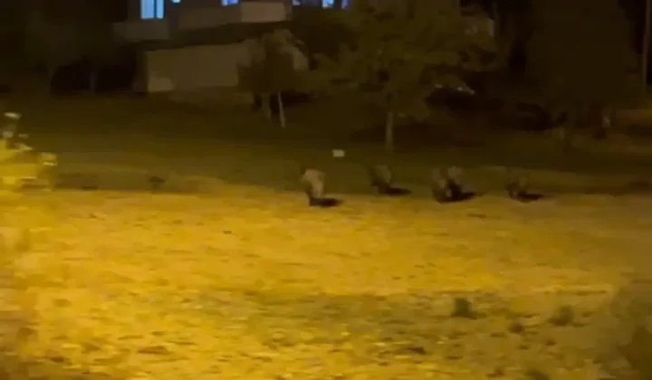 yuksekovada domuz surusu bu turlu goruntulendi 3 gTRHkPWE