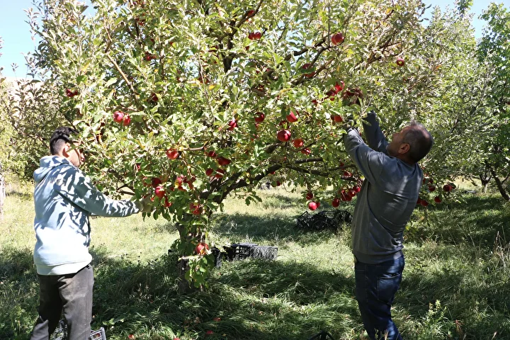 yuksekovali uretici 25 yillik bahcesinden 200 ton elma hasadi yapti 3 I33QG52R