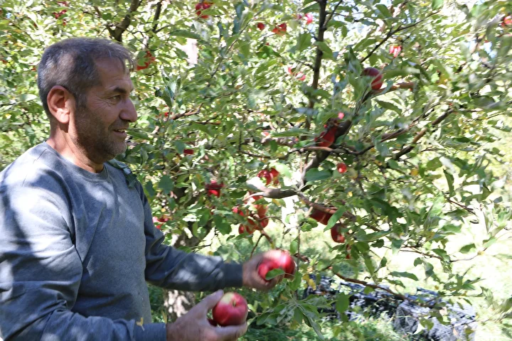 yuksekovali uretici 25 yillik bahcesinden 200 ton elma hasadi yapti 4 3kICvM4l