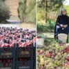 yuksekovali uretici 25 yillik bahcesinden 200 ton elma hasadi yapti y1d9I54e.webp