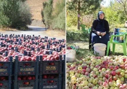 Yüksekovalı üretici 25 yıllık bahçesinden 200 ton elma hasadı yaptı yuksekovali uretici 25 yillik bahcesinden 200 ton elma hasadi yapti y1d9I54e.webp